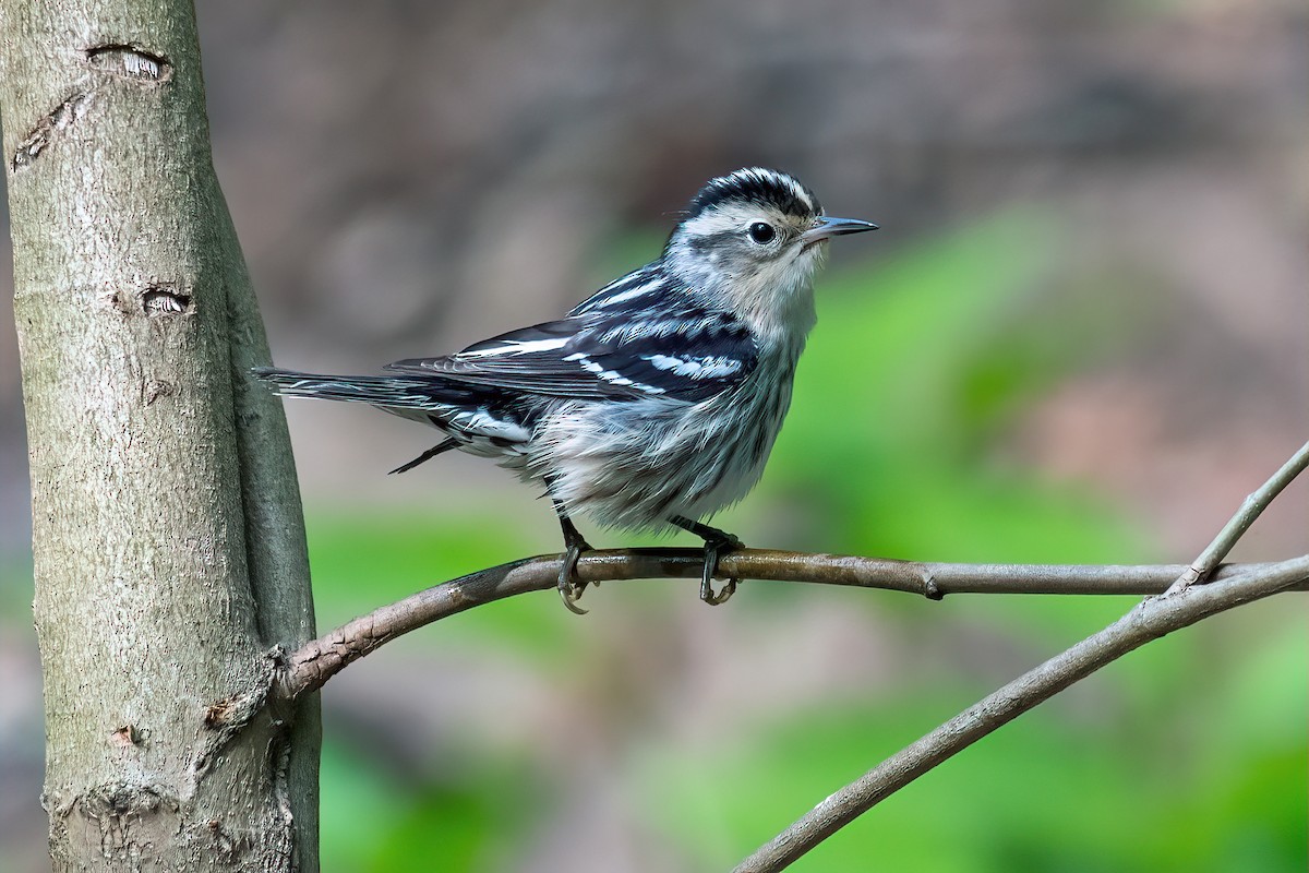 Black-and-white Warbler - ML618409021