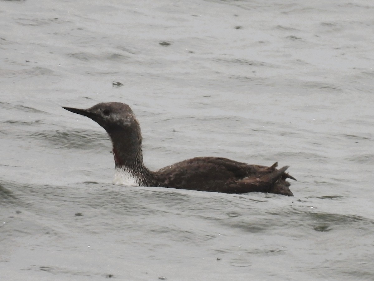 Red-throated Loon - ML618409024