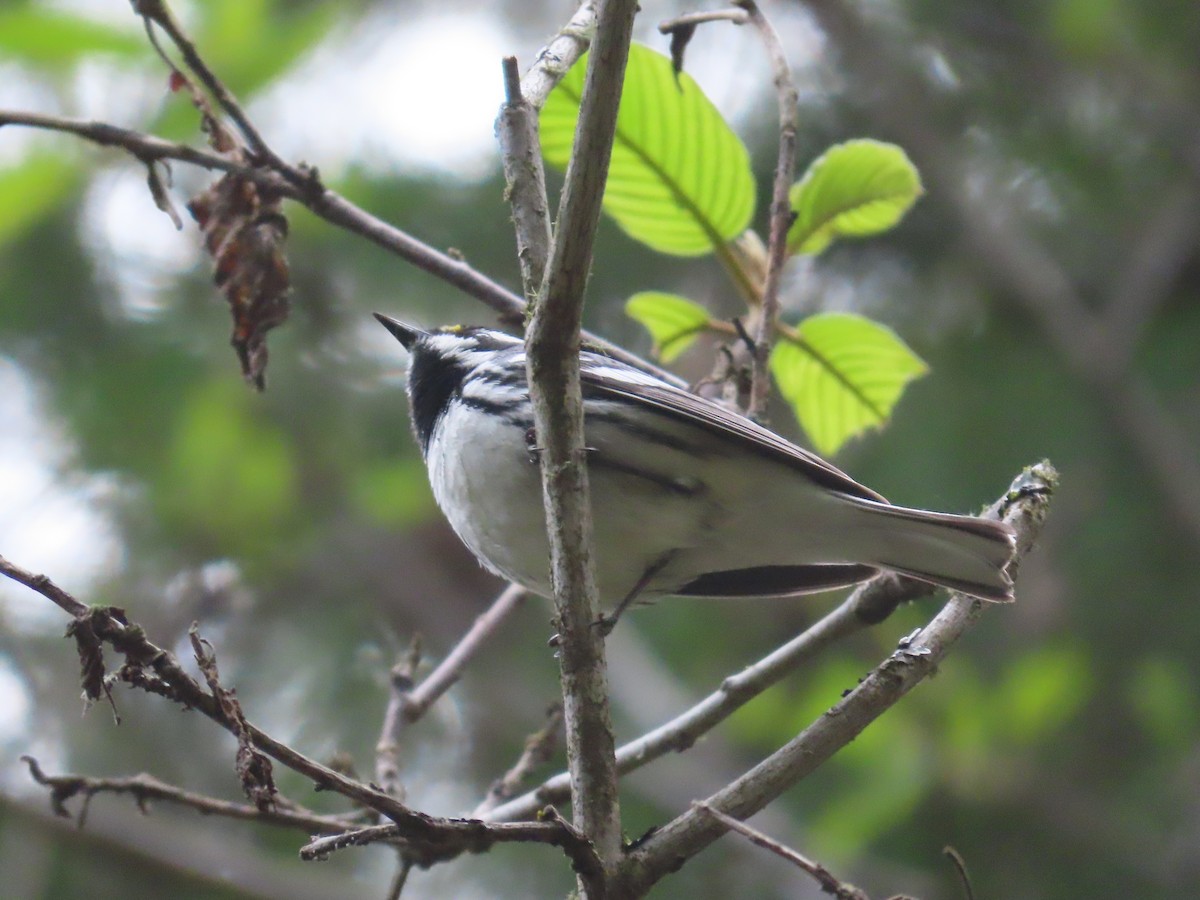 Black-throated Gray Warbler - Suzanne Beauchesne