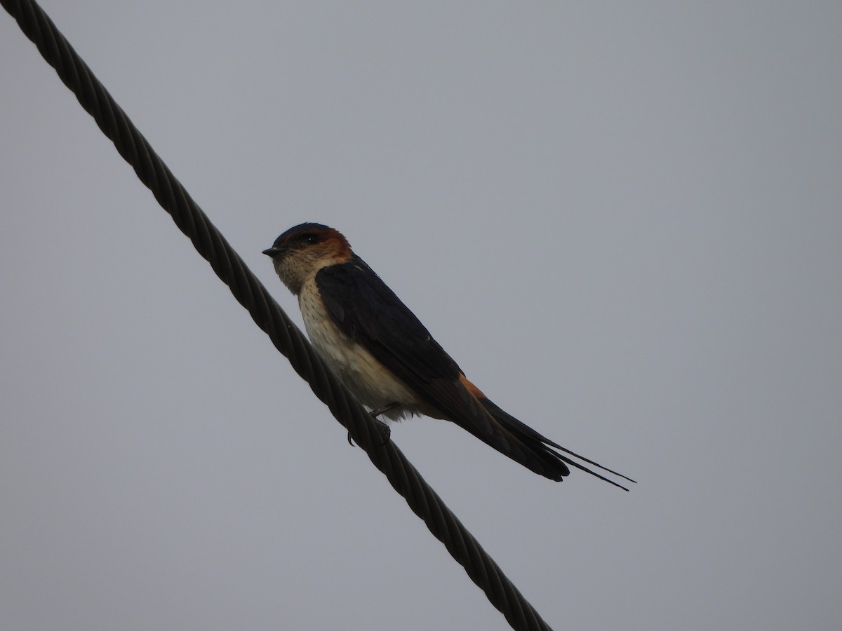 Red-rumped Swallow - ML618409029