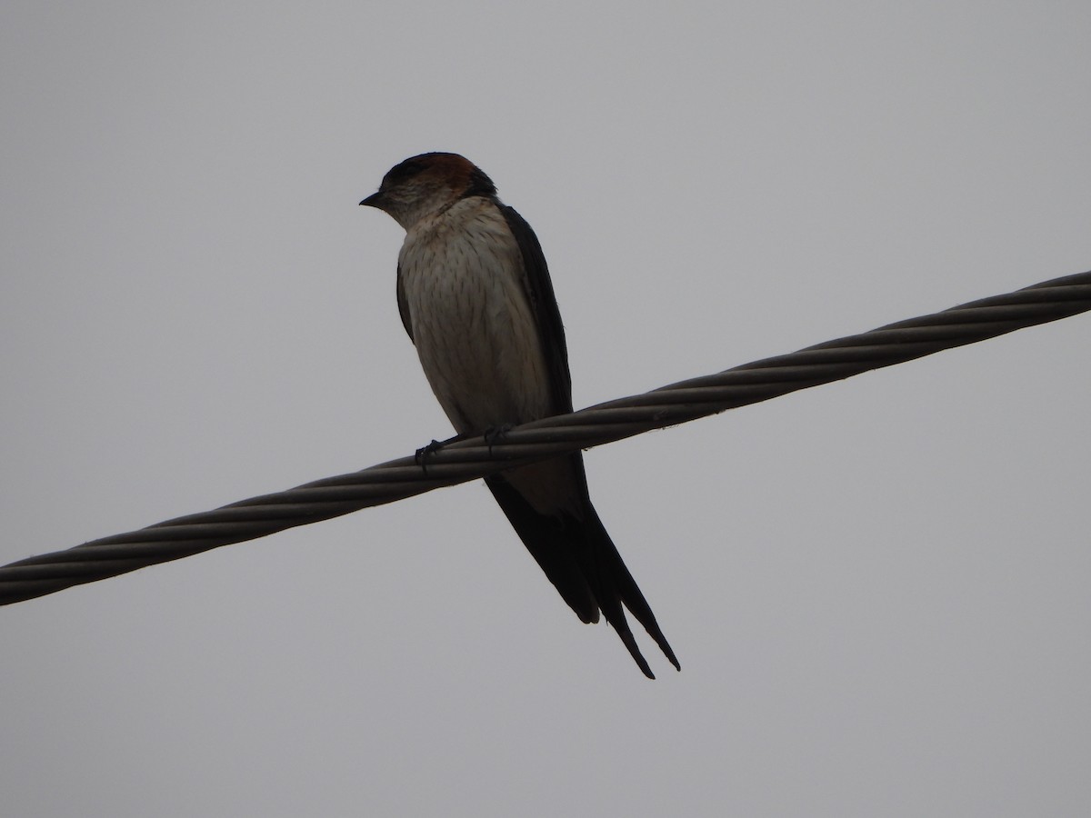 Red-rumped Swallow - ML618409030