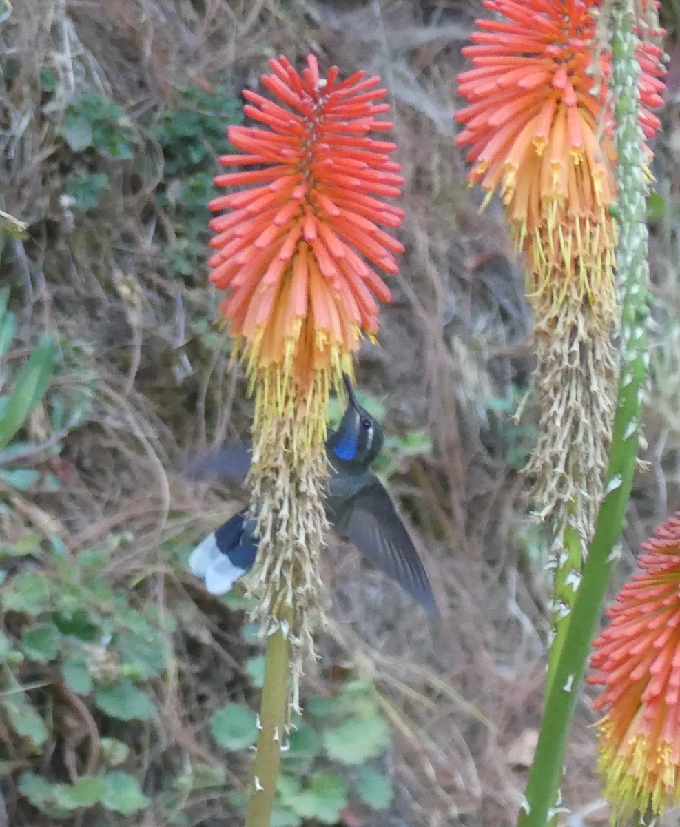kolibřík blankytohrdlý - ML618409052