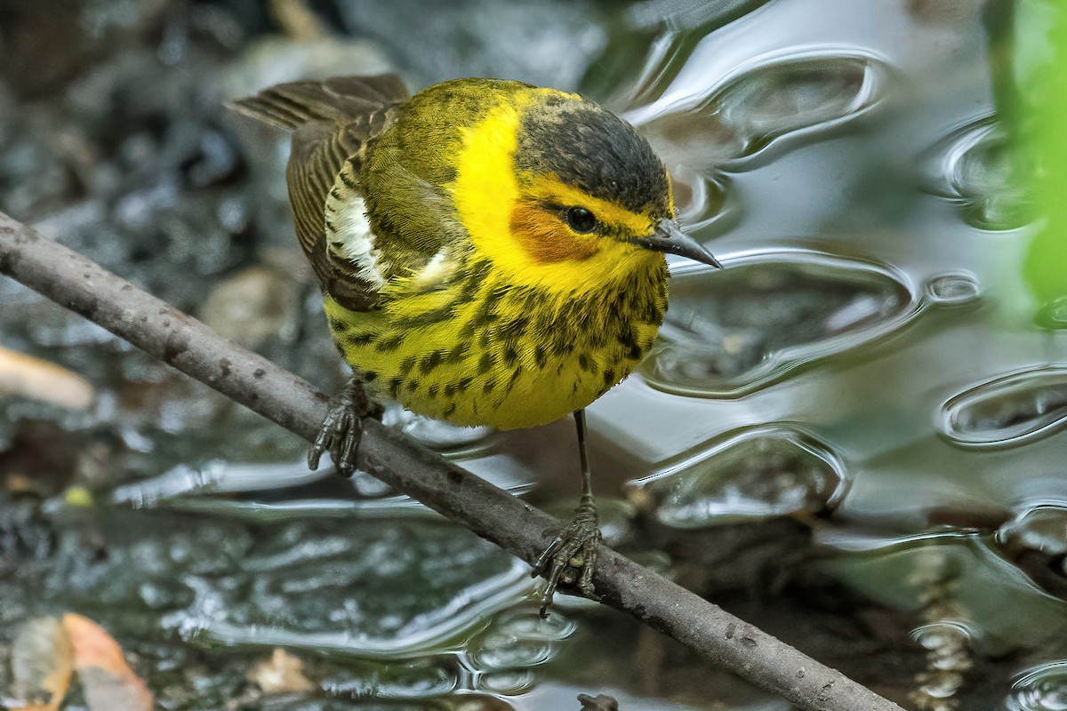 Cape May Warbler - ML618409058