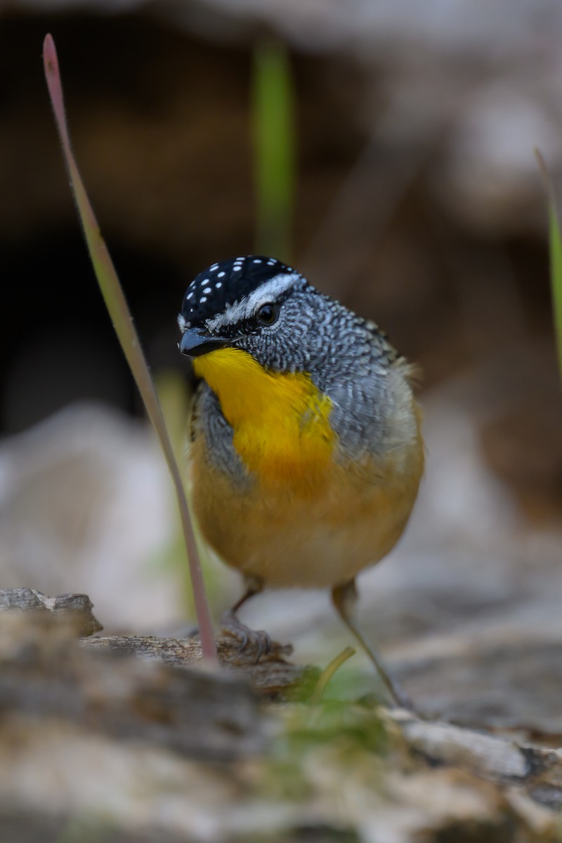 Spotted Pardalote (Spotted) - ML618409076