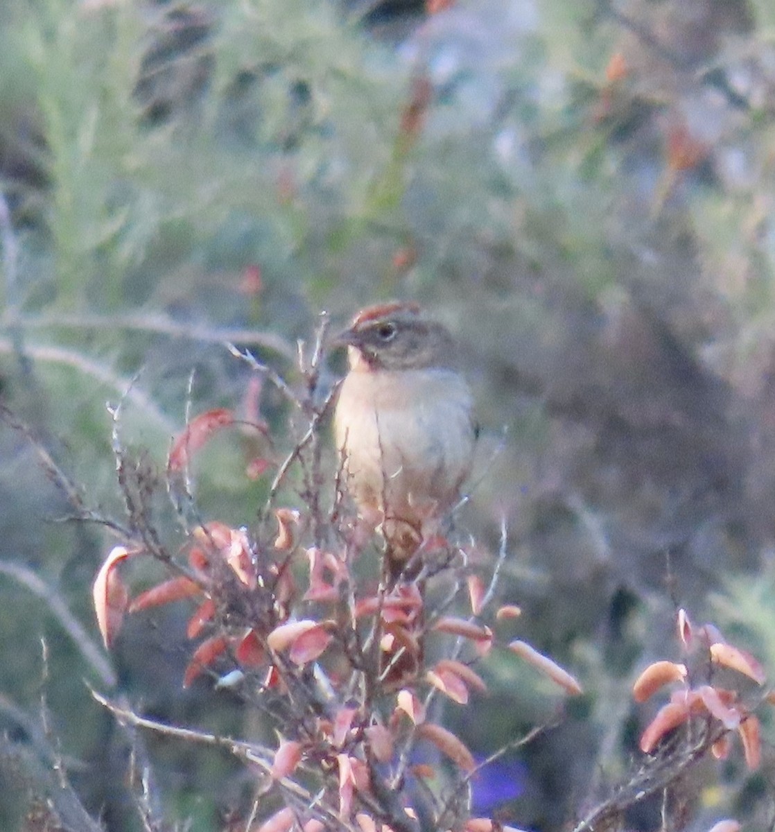 Rufous-crowned Sparrow - ML618409092