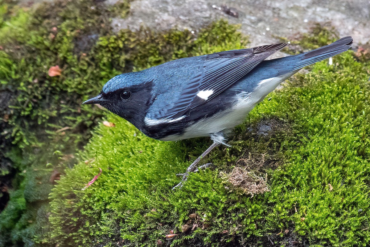 Black-throated Blue Warbler - ML618409121