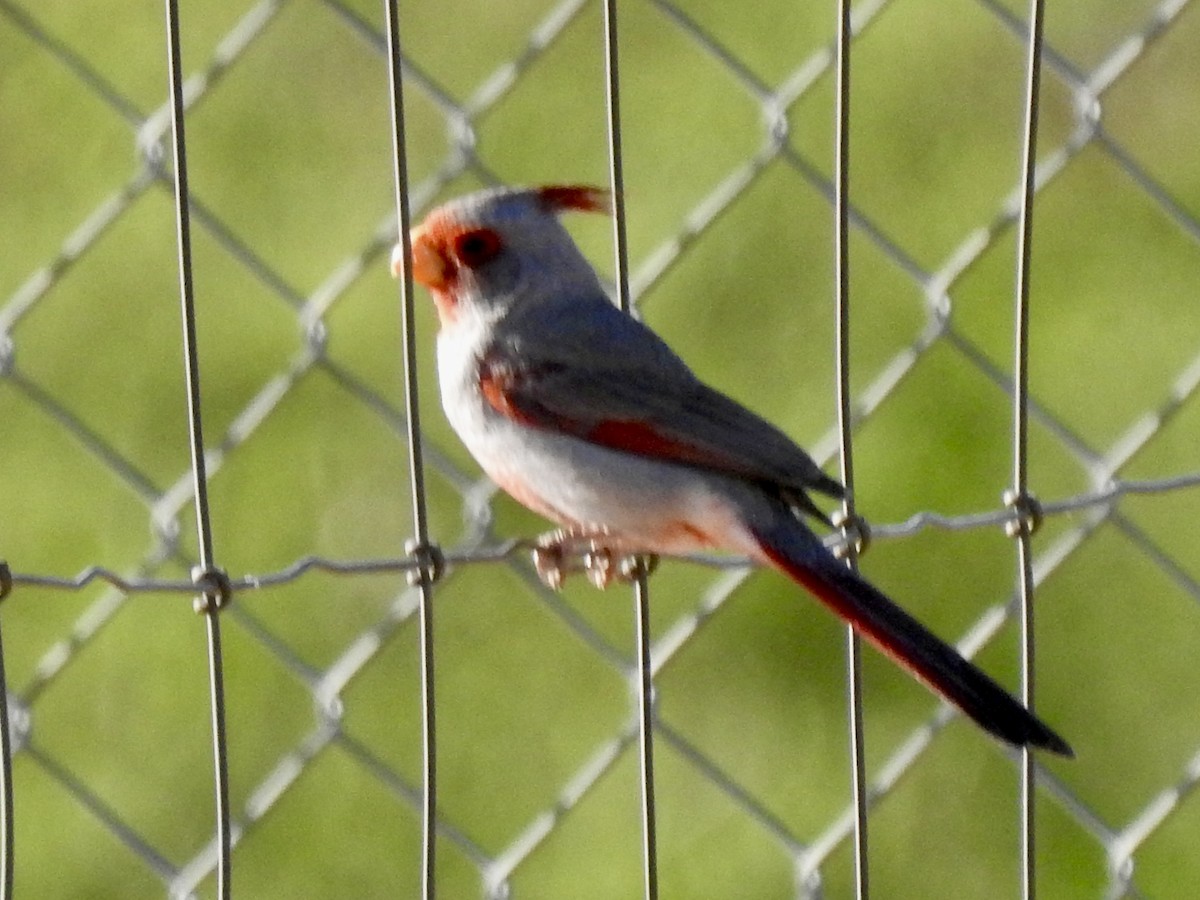 Попугаевый кардинал - ML618409130