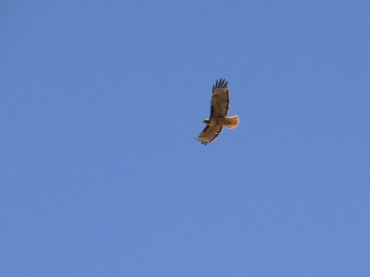 Red-tailed Hawk - ML618409145