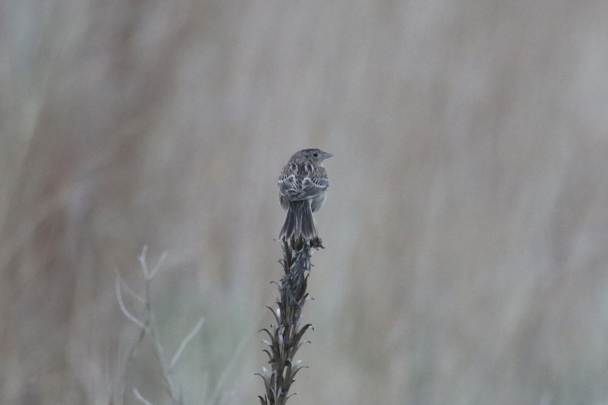 Grasshopper Sparrow - ML618409162