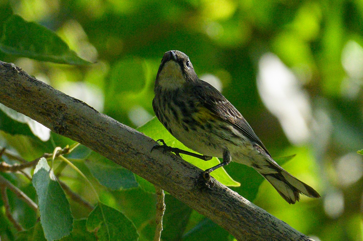 Yellow-rumped Warbler (Myrtle x Audubon's) - ML618409165