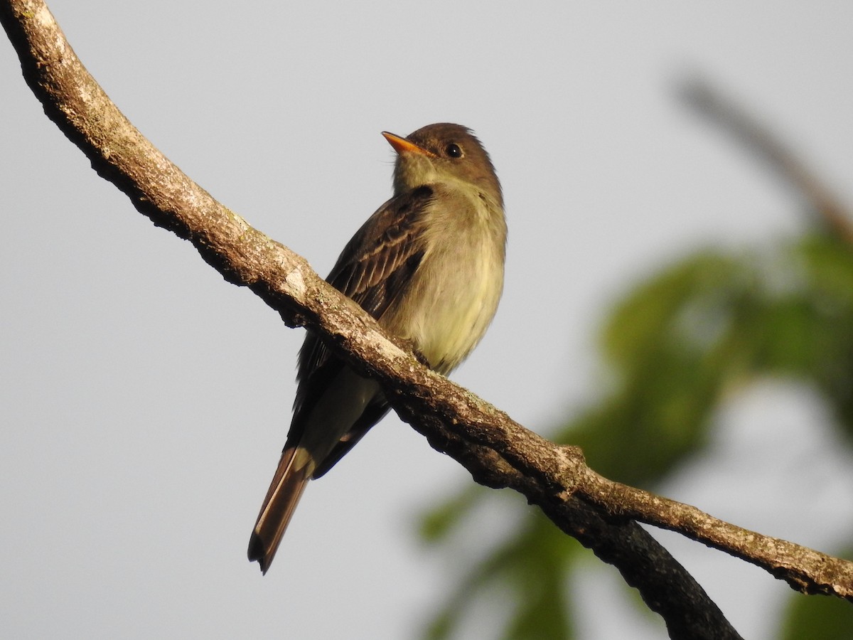 Eastern Wood-Pewee - James Bolte