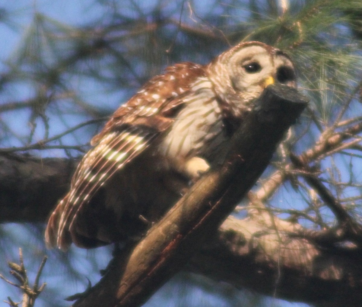 Barred Owl - ML618409182