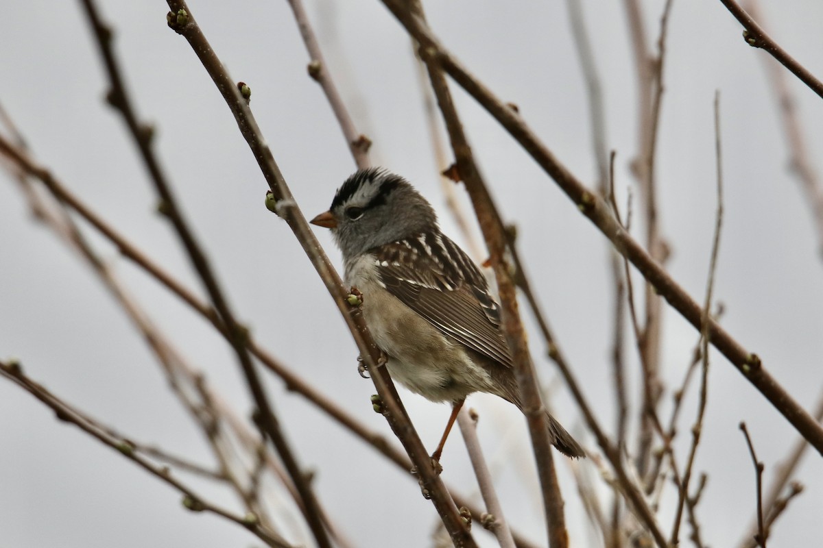 White-crowned Sparrow - ML618409184