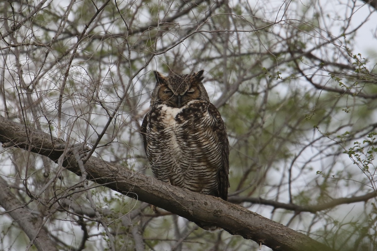 Great Horned Owl - ML618409197