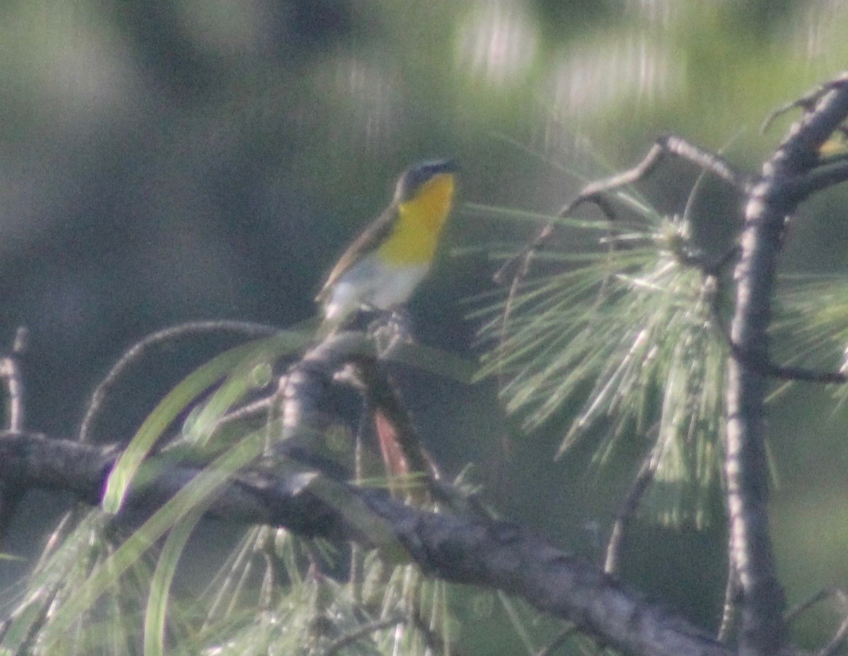 Yellow-breasted Chat - ML618409209
