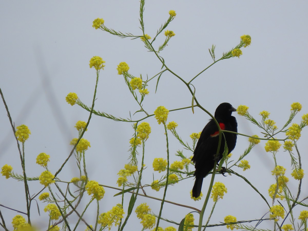 Red-winged Blackbird - Edana Salisbury