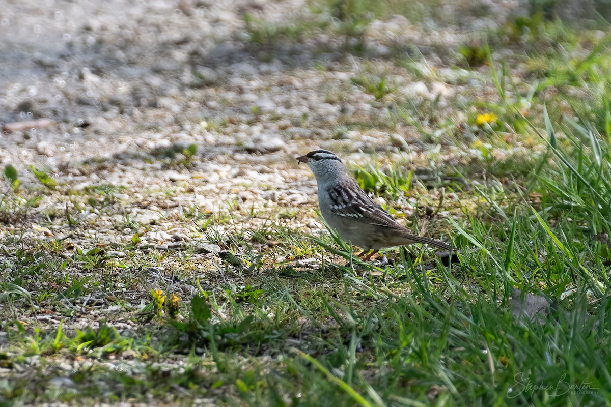 White-crowned Sparrow - ML618409234
