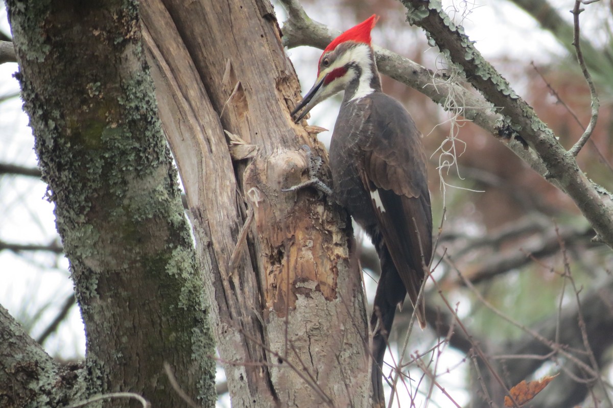 Pileated Woodpecker - ML618409243