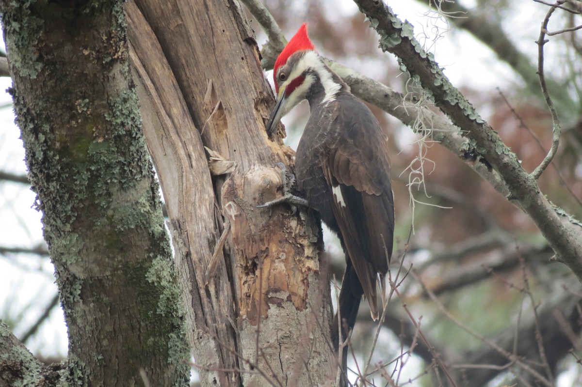 Pileated Woodpecker - ML618409249