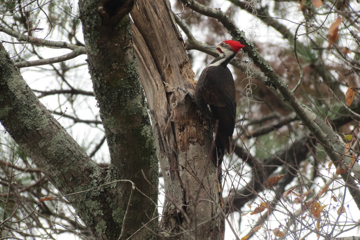 Pileated Woodpecker - ML618409259