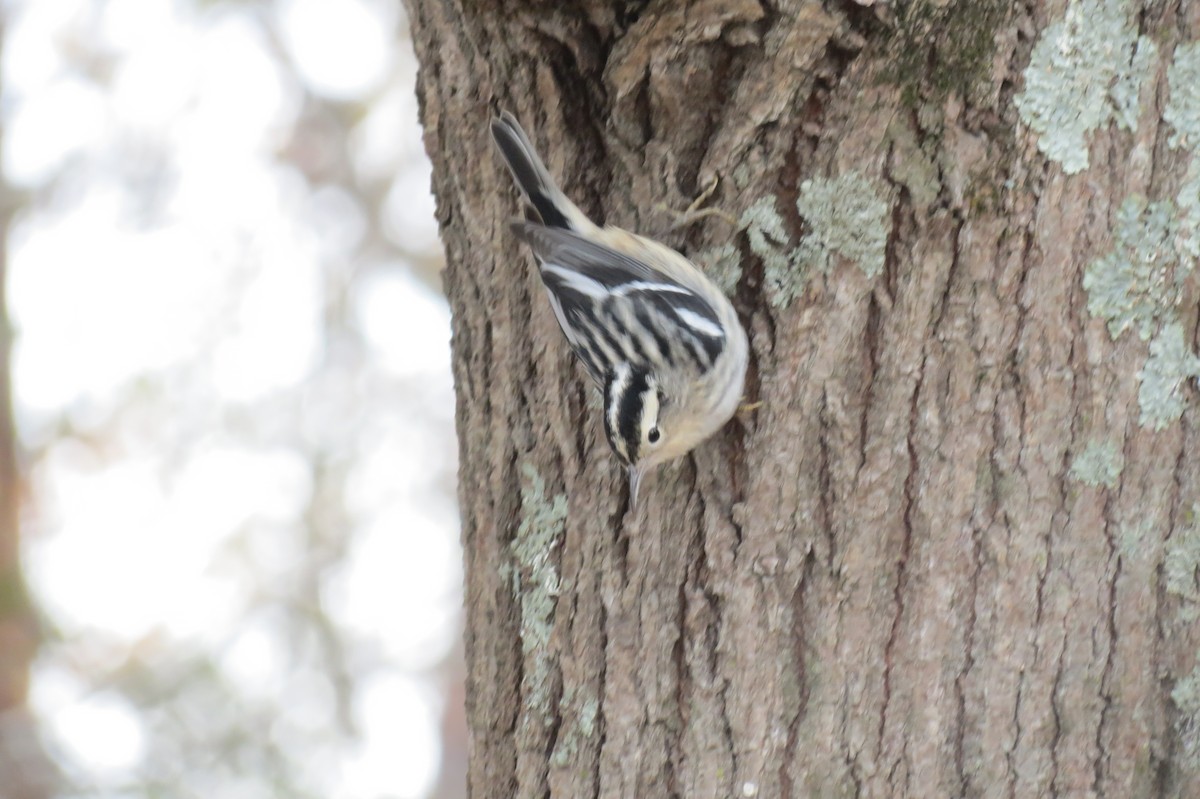 Black-and-white Warbler - ML618409287