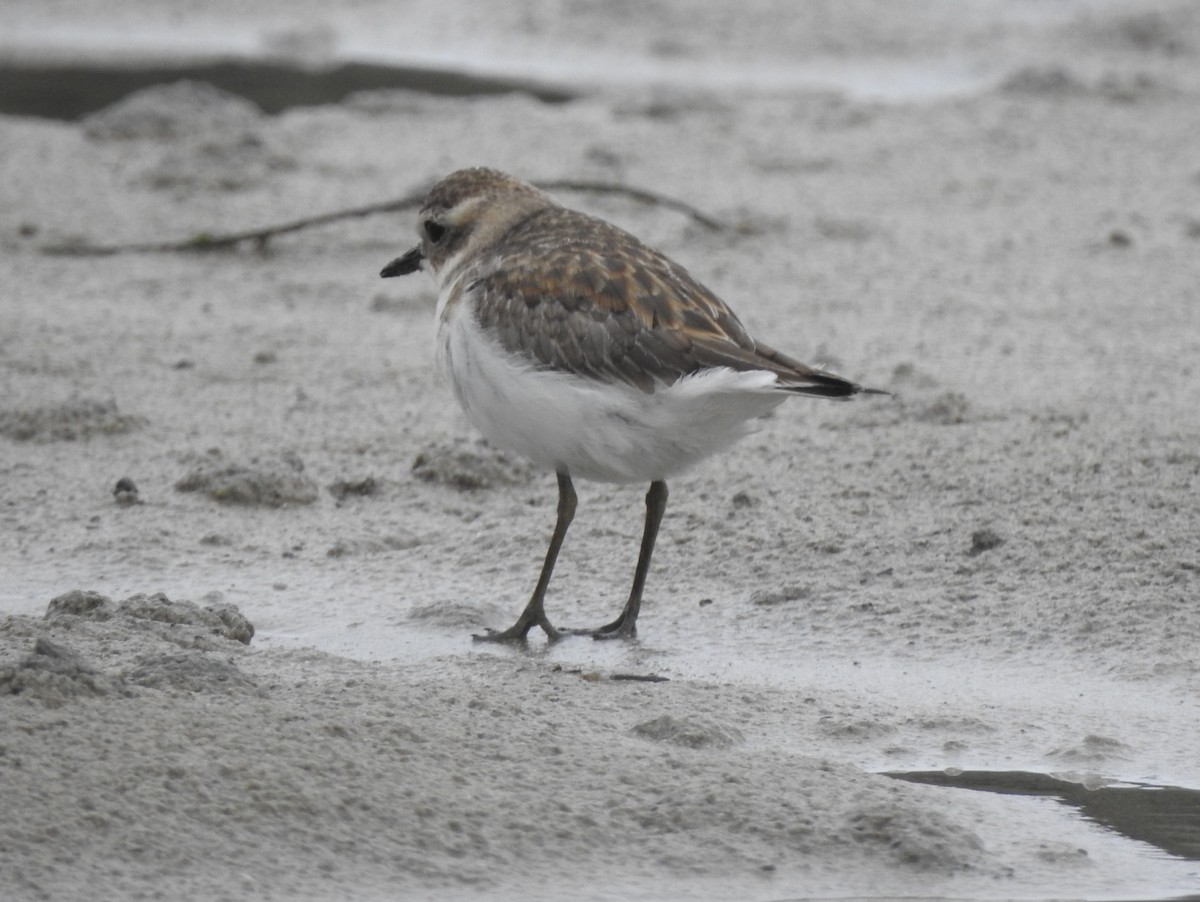 Double-banded Plover - ML618409324