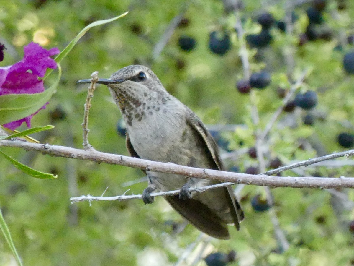 Anna's Hummingbird - ML618409325