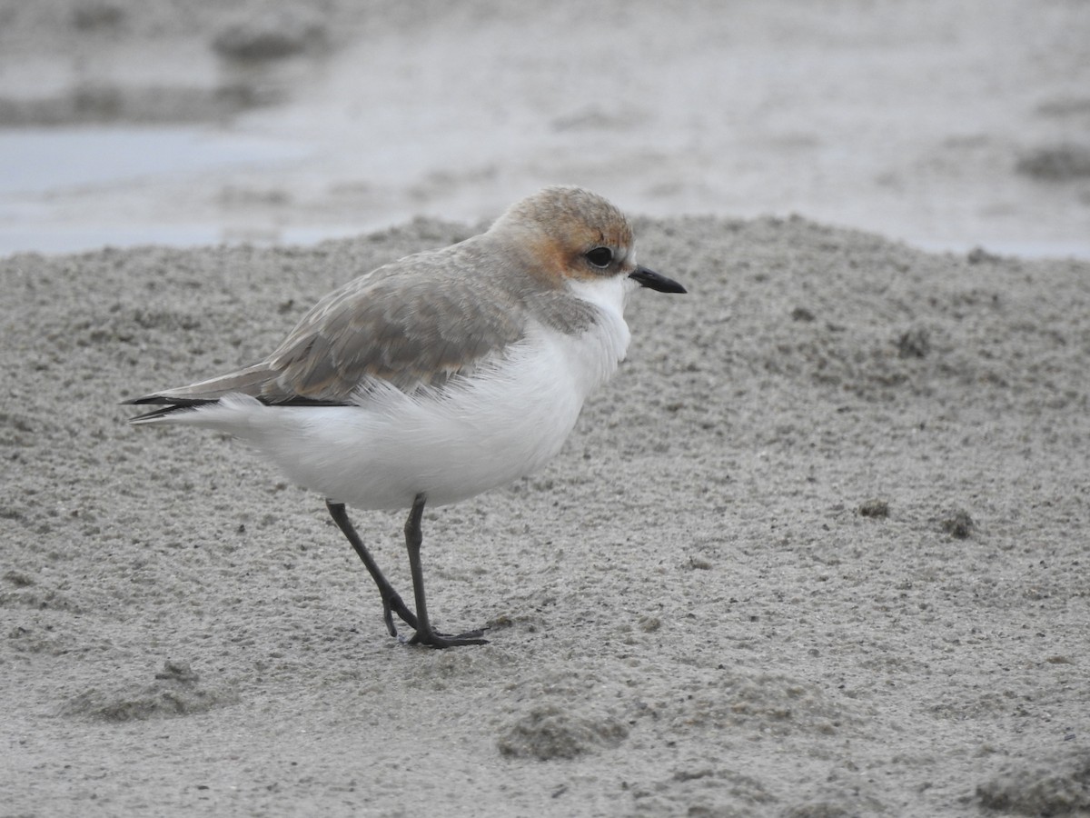 Red-capped Plover - ML618409329