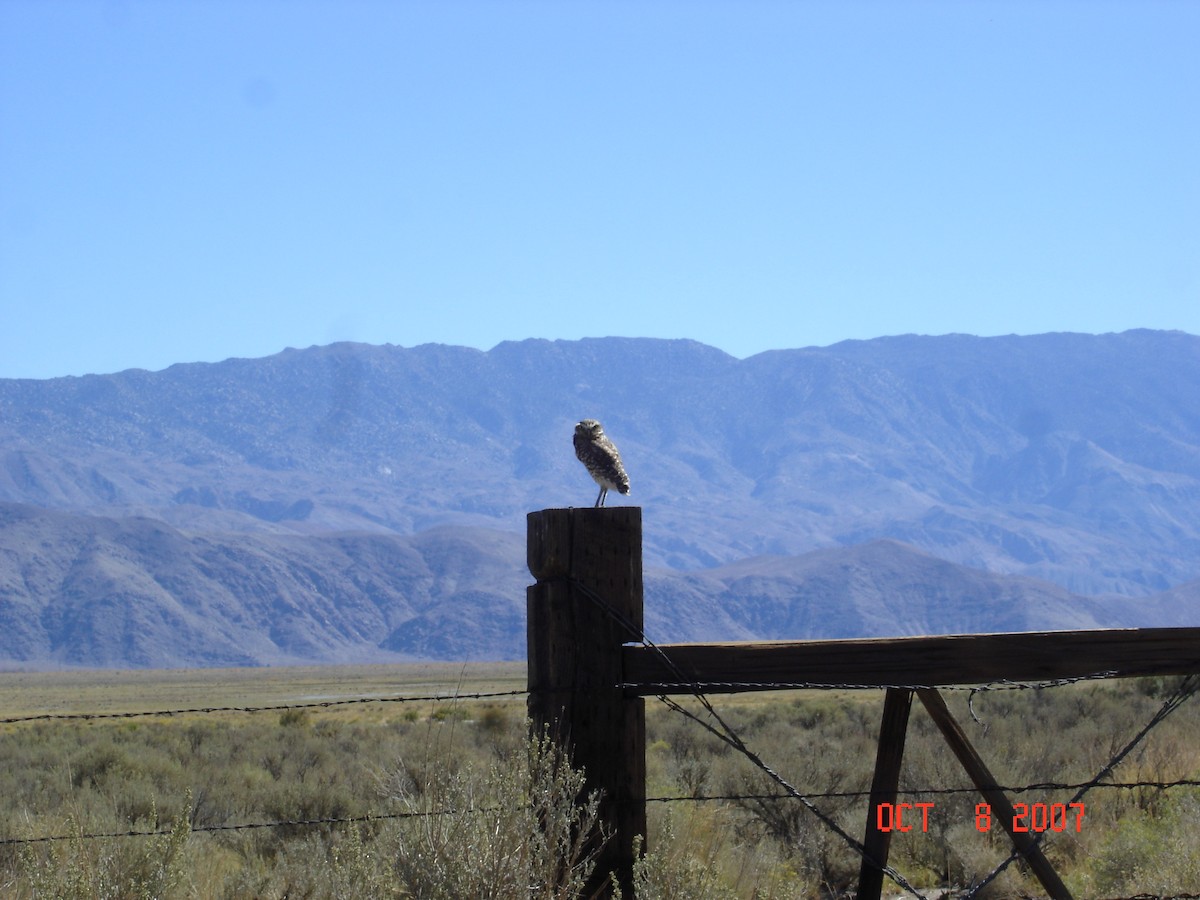 Burrowing Owl (Western) - ML618409350
