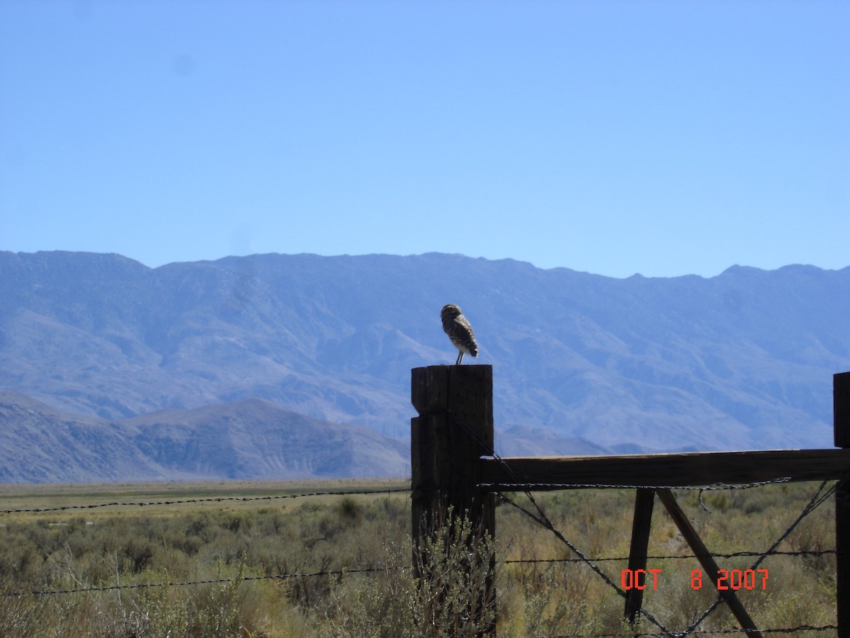 Burrowing Owl (Western) - ML618409351
