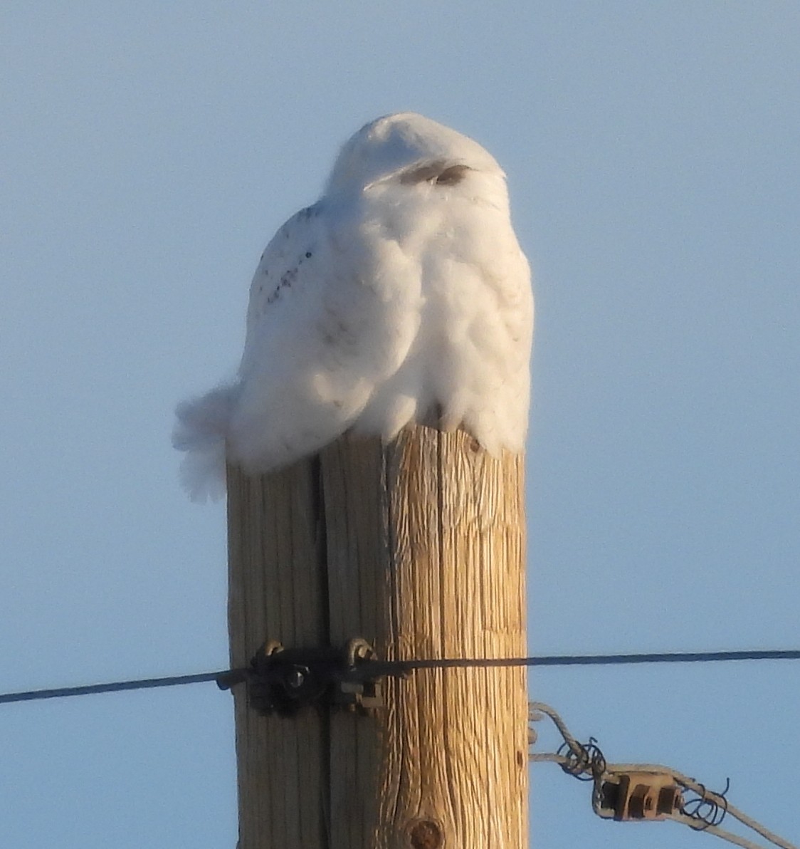 Snowy Owl - ML618409373