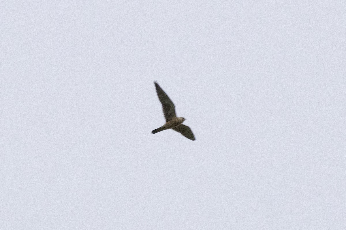 Red-footed Falcon - ML618409418