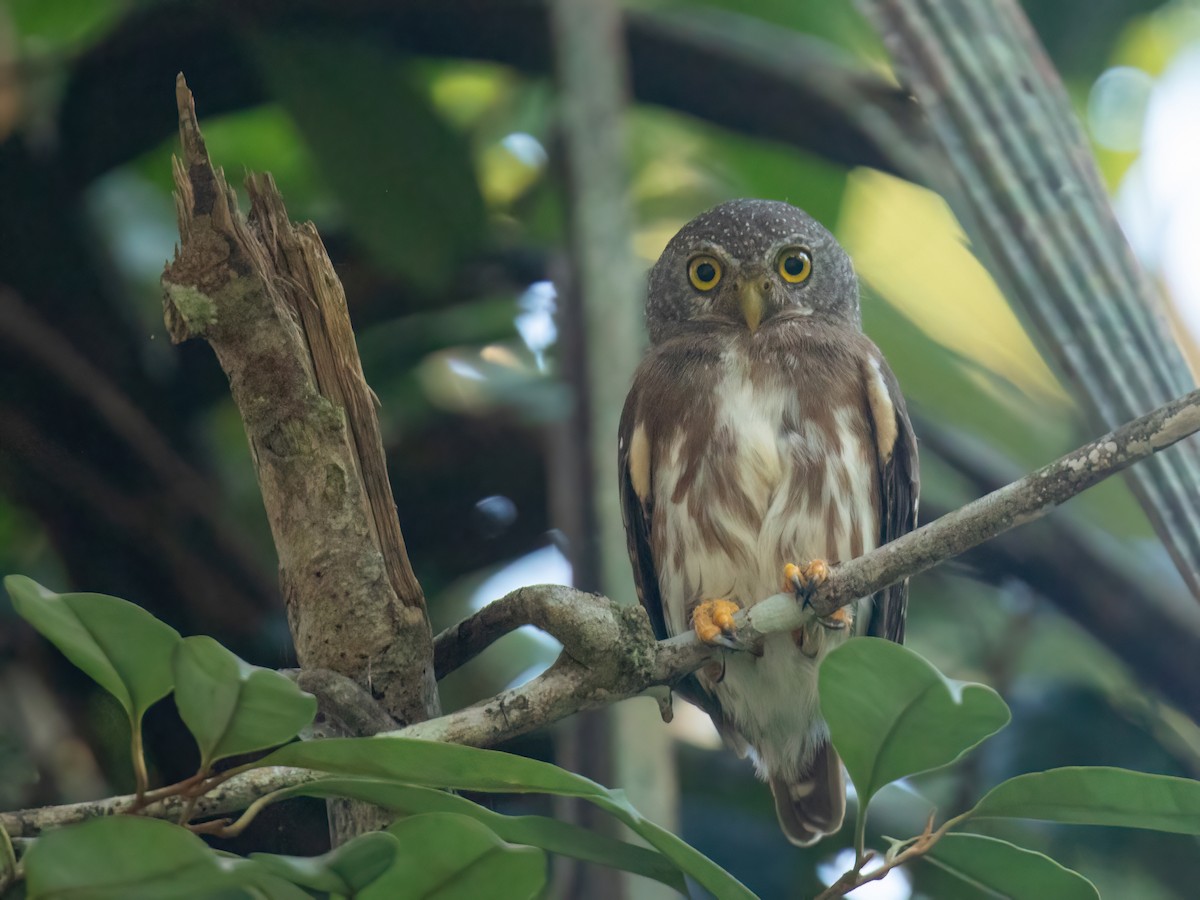 Amazonian Pygmy-Owl - ML618409427