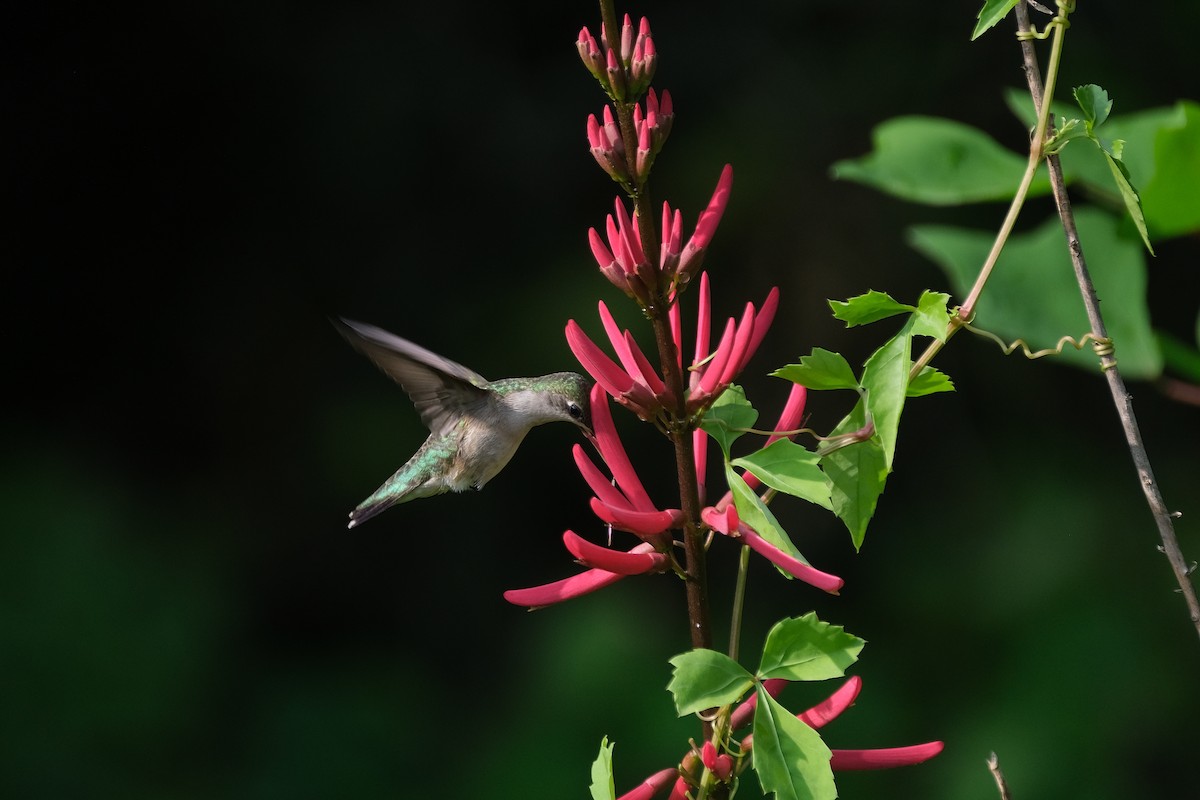 Ruby-throated Hummingbird - ML618409430