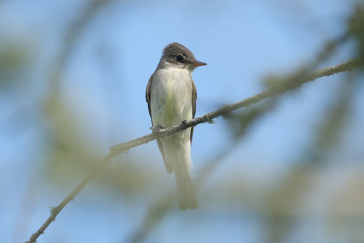 Eastern Wood-Pewee - James Smithers