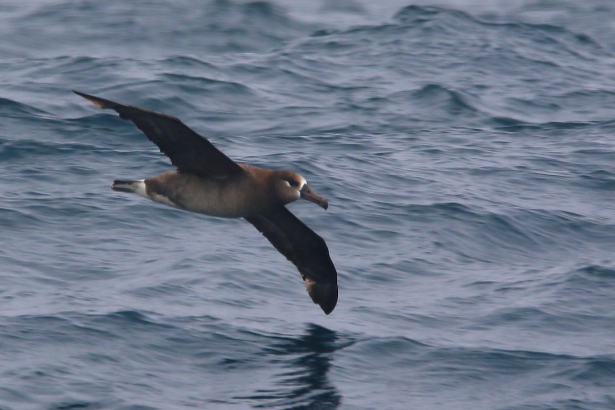 albatros černonohý - ML618409454