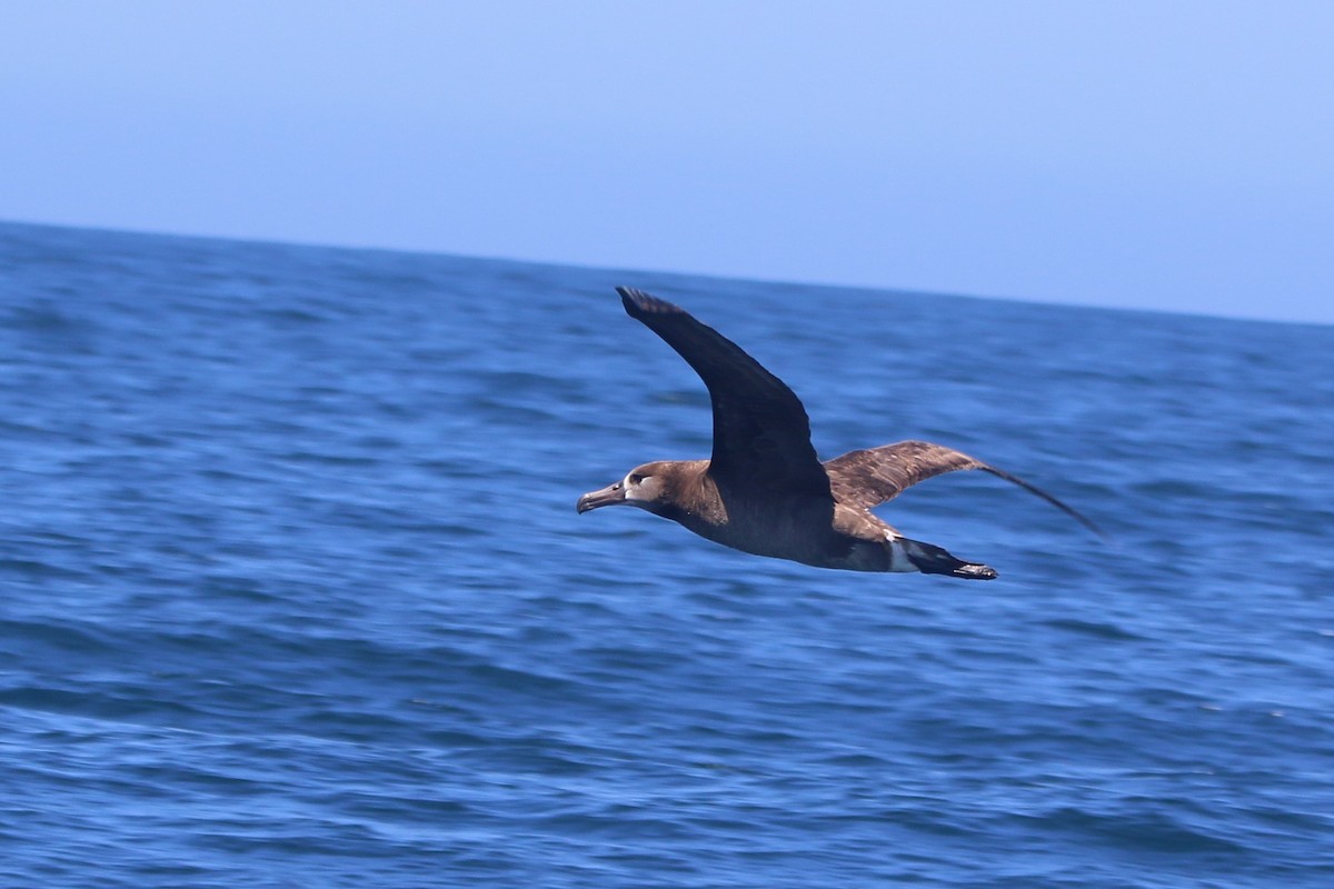 Черноногий альбатрос - ML618409457