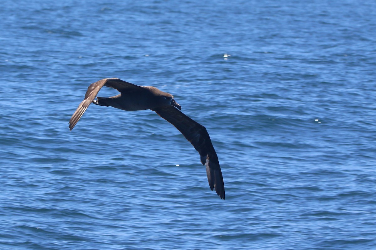 Albatros à pieds noirs - ML618409459