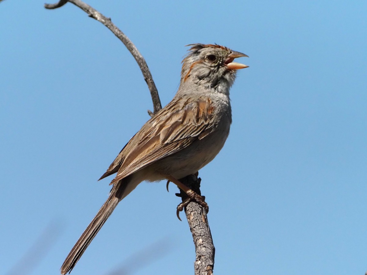 Rufous-winged Sparrow - ML618409502
