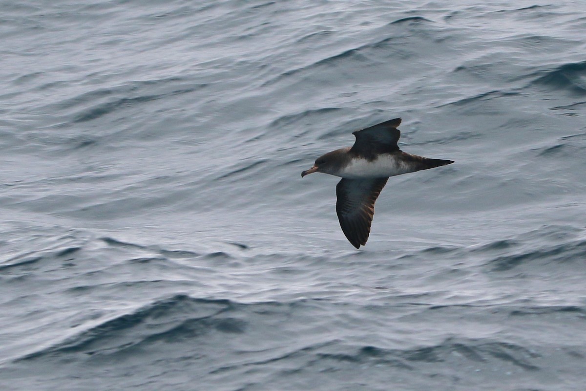 Pink-footed Shearwater - ML618409519