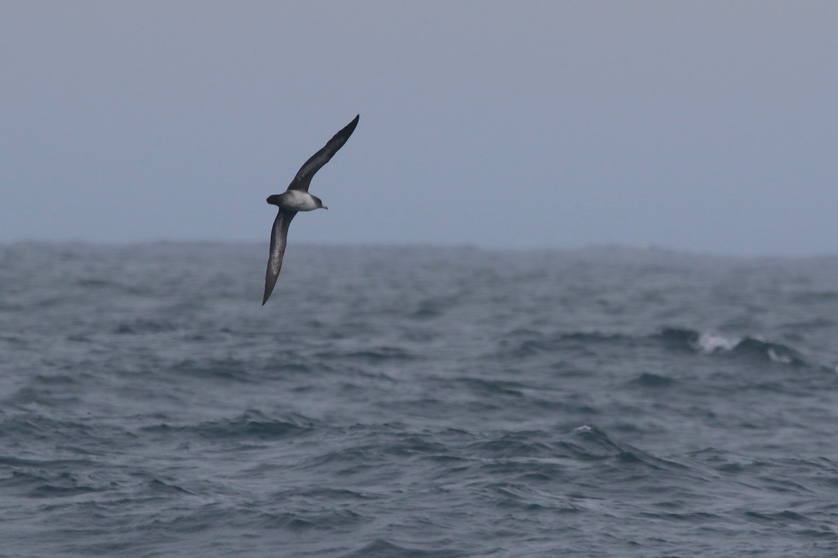 Pink-footed Shearwater - ML618409520