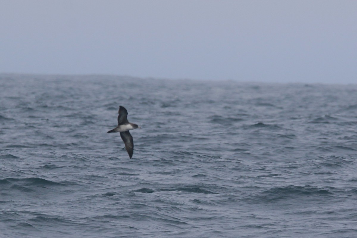 Pink-footed Shearwater - ML618409521