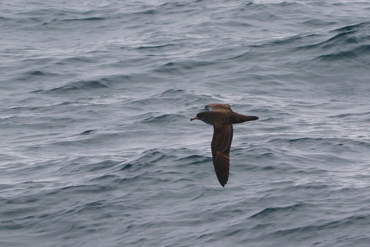 Pink-footed Shearwater - ML618409522