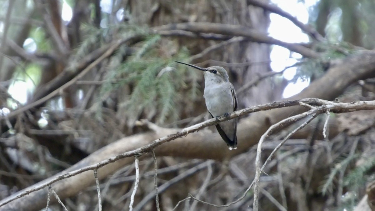 Black-chinned Hummingbird - Chris Henry