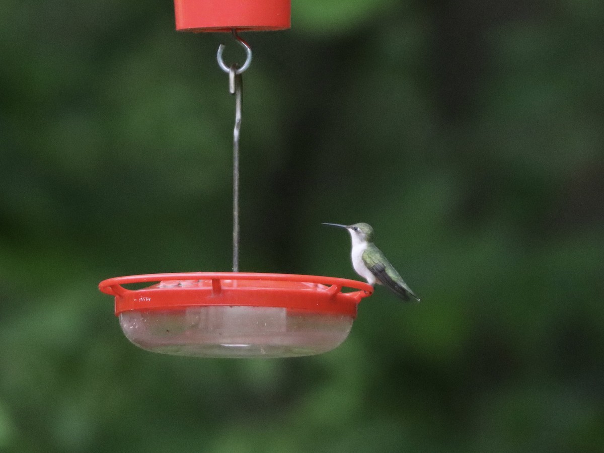 Ruby-throated Hummingbird - ML618409613