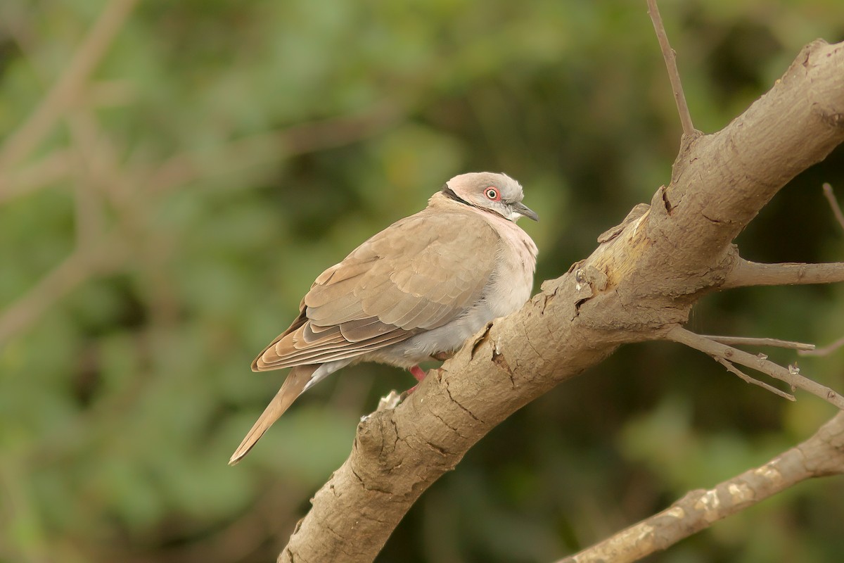 Mourning Collared-Dove - ML618409640
