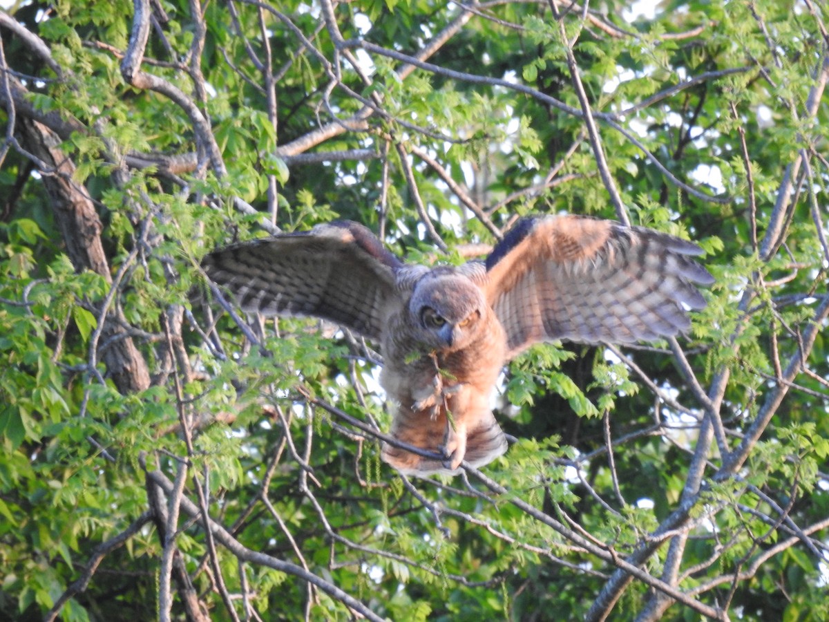 Great Horned Owl - ML618409664