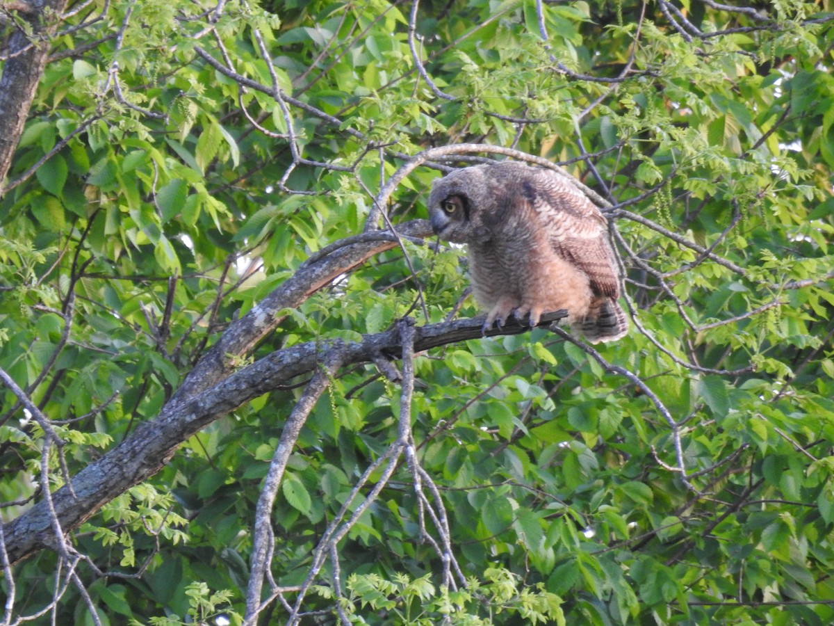 Great Horned Owl - ML618409666