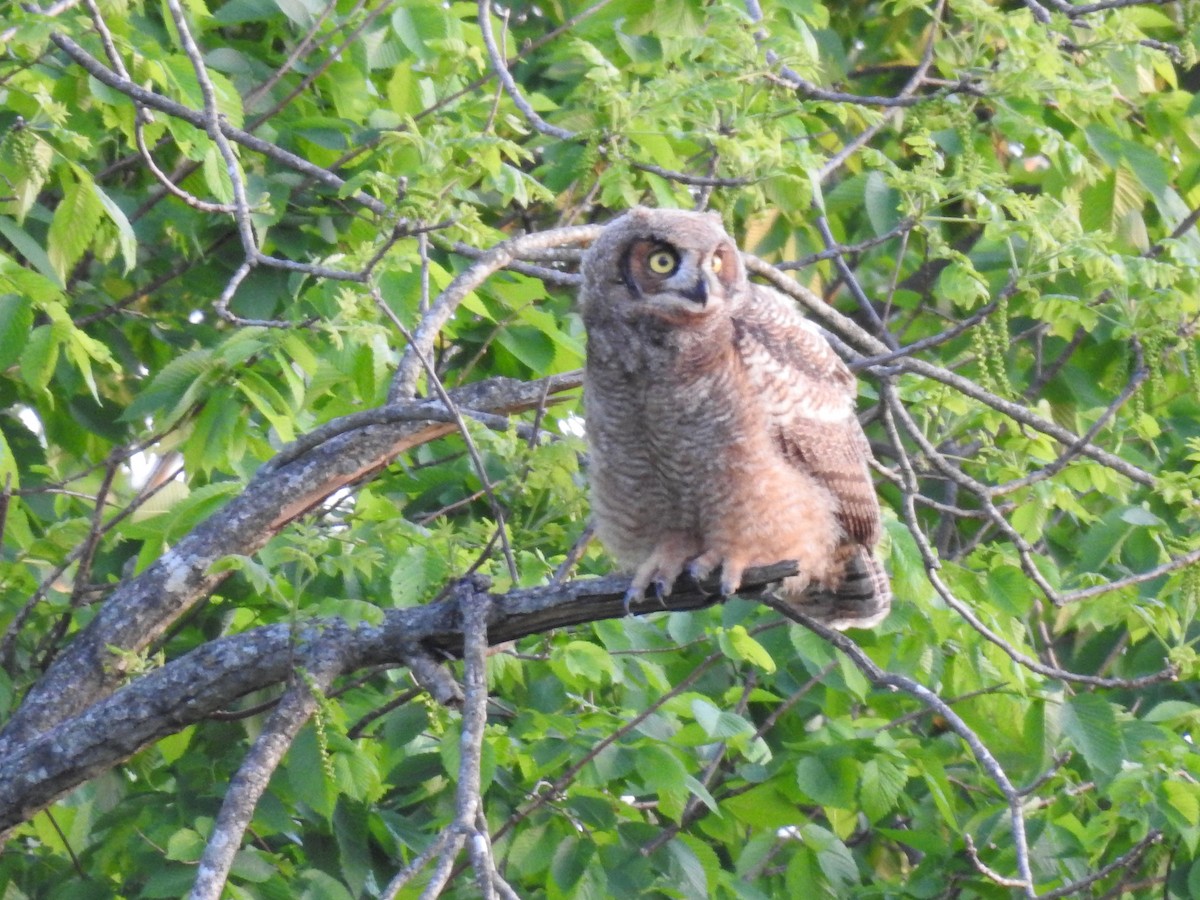 Great Horned Owl - ML618409667