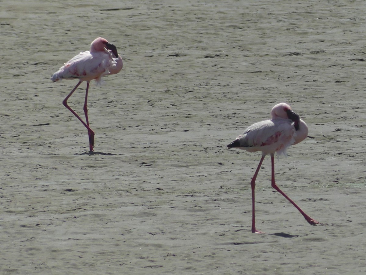 Lesser Flamingo - Robin Conway